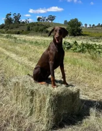 Bastion Boerdery