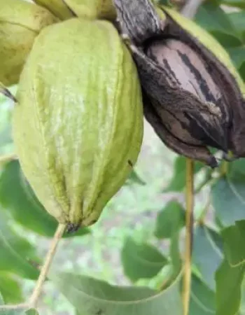 Pecan Nut Farm – Republiek van Sanddrift