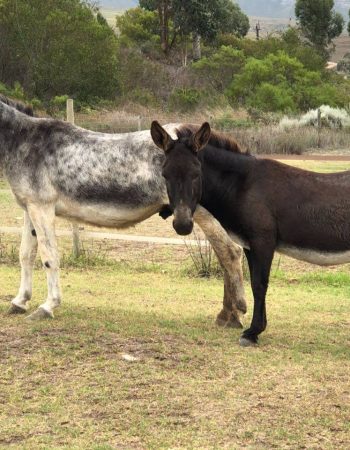 Eseltjiesrus Donkey Sanctuary