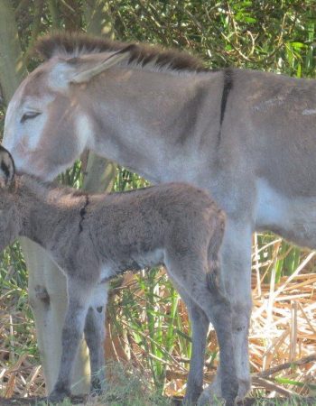 Eseltjiesrus Donkey Sanctuary