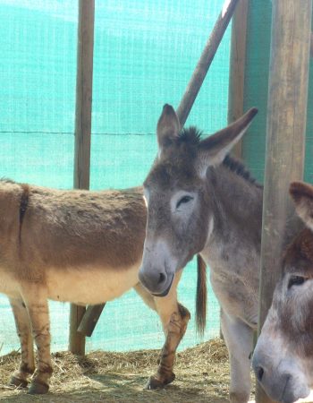 Eseltjiesrus Donkey Sanctuary