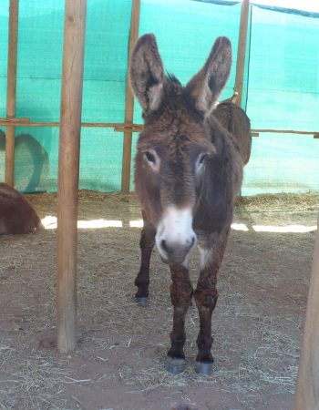 Eseltjiesrus Donkey Sanctuary