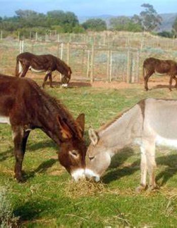 Eseltjiesrus Donkey Sanctuary